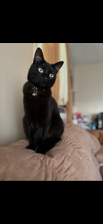 Reunited Female Cat last seen Near Johnston St. off of Bragg Blvd., Fayetteville, NC 28303
