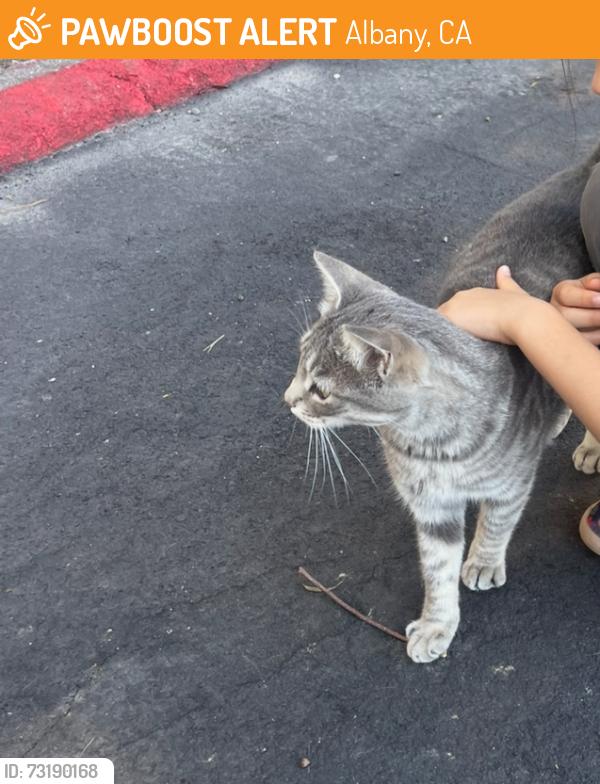 Found/Stray Female Cat last seen Hillside Ave on Albany Hill, Albany, CA 94706