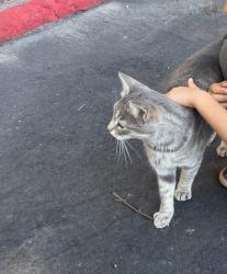 Found/Stray Female Cat last seen Hillside Ave on Albany Hill, Albany, CA 94706