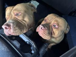 Reunited Unknown Dog last seen Old st Augustine rd & calumet farm dr, Jacksonville, FL 32257