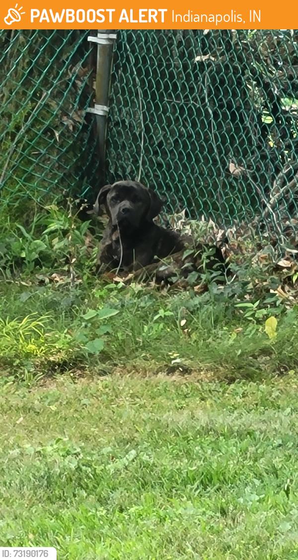 Found/Stray Unknown Dog last seen 81st & Georgetown, Indianapolis, IN 46268