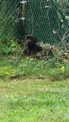 Found/Stray Unknown Dog last seen 81st & Georgetown, Indianapolis, IN 46268