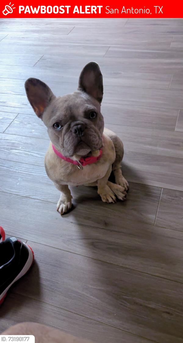 Lost Female Dog last seen Hunters pond, San Antonio, TX 78224