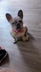 Lost Female Dog last seen Hunters pond, San Antonio, TX 78224
