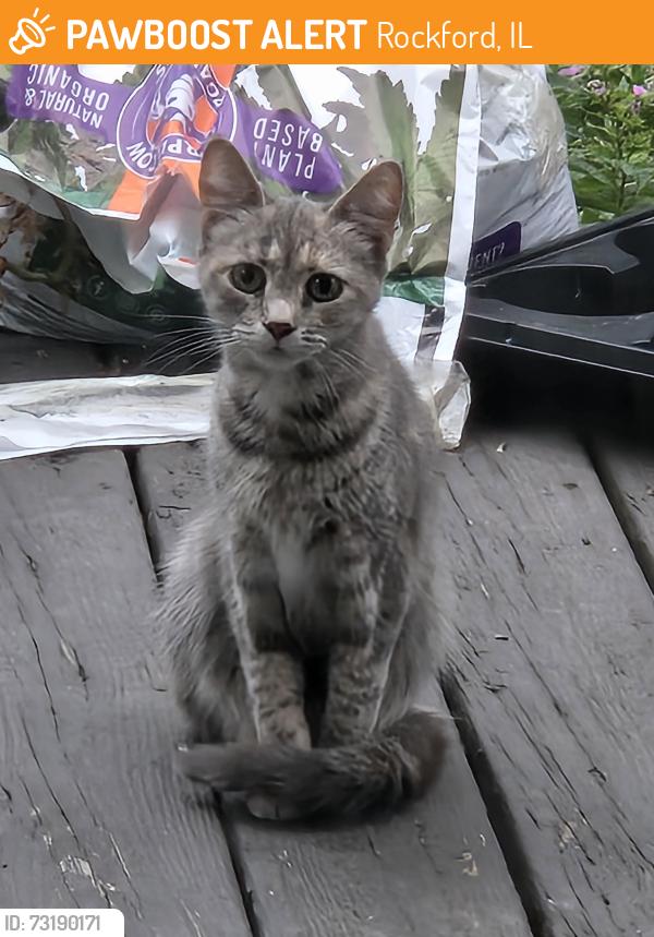 Found/Stray Female Cat last seen 12th Street by Lincoln Middle School, Rockford, IL 61104