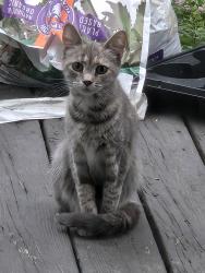 Found/Stray Female Cat last seen 12th Street by Lincoln Middle School, Rockford, IL 61104