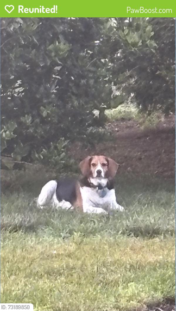 Reunited Female Dog last seen Vontay and Spring Rd, Rockville, VA 23146