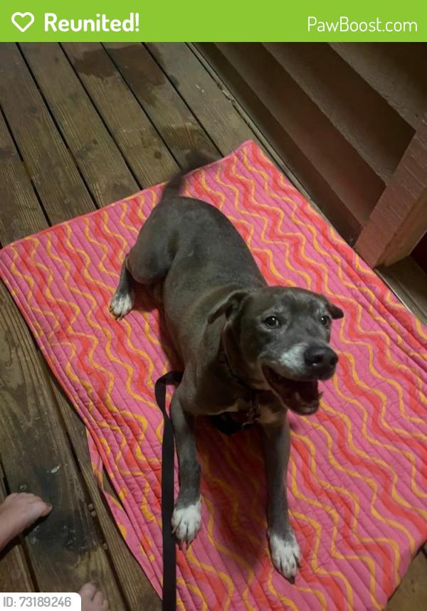 Reunited Male Dog last seen apmt parking lot, Asheville, NC 28803