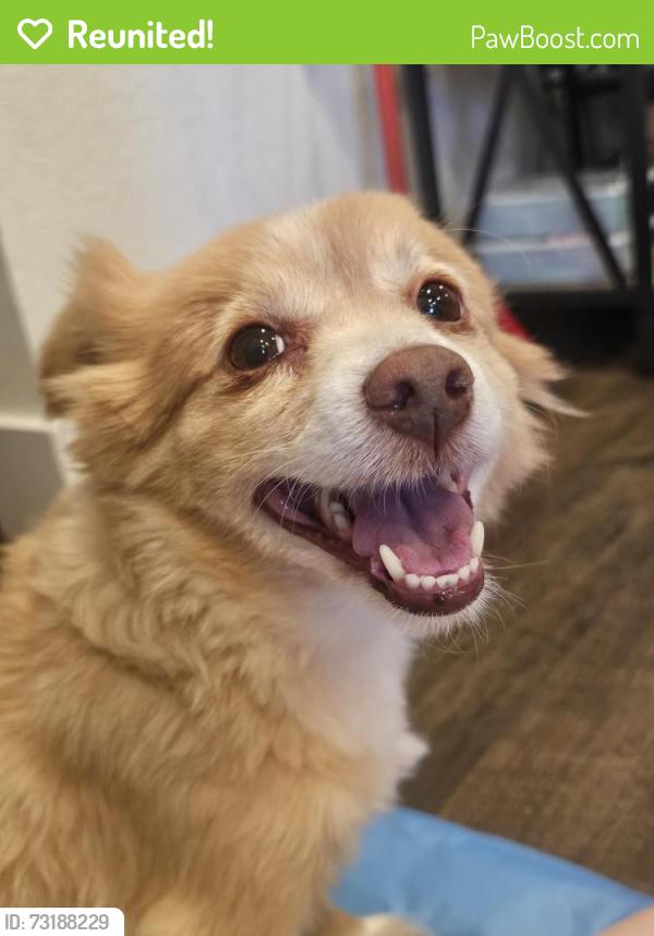 Reunited Male Dog last seen Wigwam and Pecos, Henderson, NV 89074
