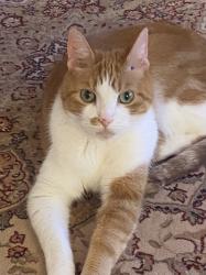 Reunited Male Cat last seen Chateaux Circle, Scarsdale, NY 10583