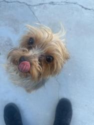 Found/Stray Unknown Dog last seen Washington & Pecos, Las Vegas, NV 89110