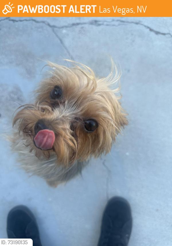 Found/Stray Unknown Dog last seen Washington & Pecos, Las Vegas, NV 89110