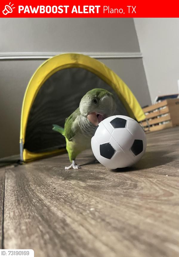 Lost Female Bird last seen near downtown Plano, Plano, TX 75075