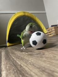 Lost Female Bird last seen near downtown Plano, Plano, TX 75075