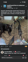 Found/Stray Male Dog last seen McDonald’s on 14th st, Anderson, IN 46016