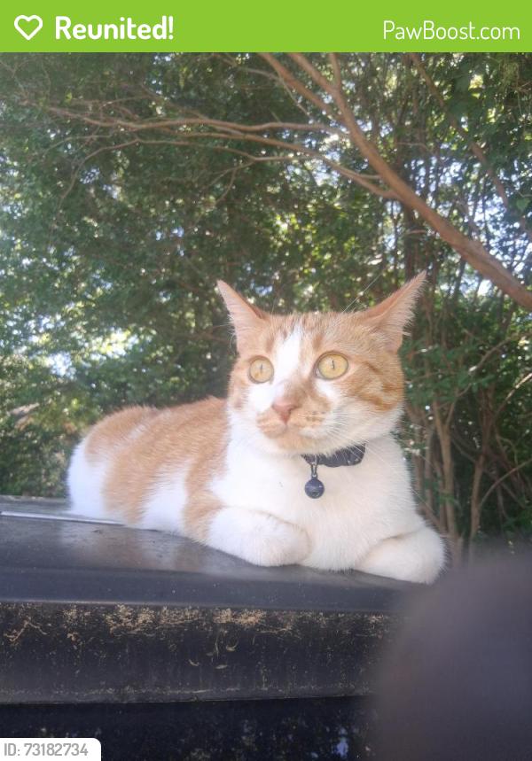 Reunited Female Cat last seen E Ashton St, Seneca, SC 29678