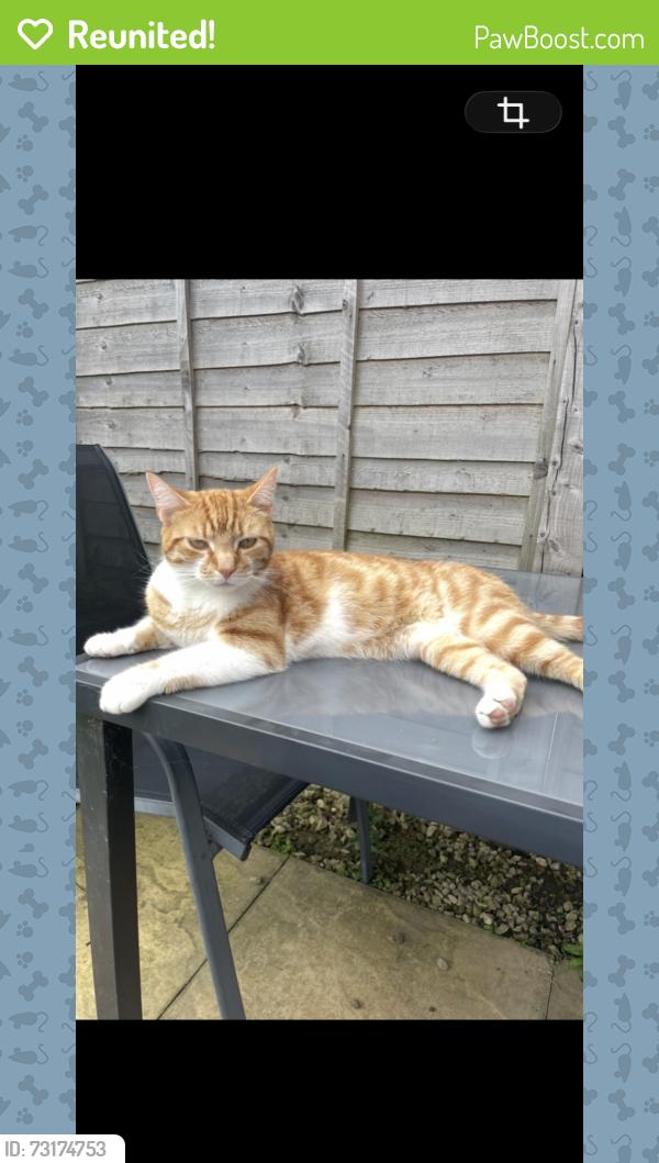 Reunited Male Cat last seen Perton, Perton, England WV6 7PA
