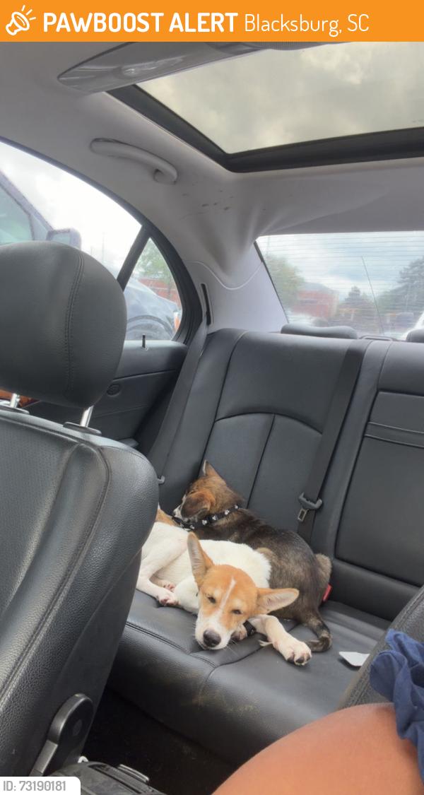 Found/Stray Male Dog last seen Road, Blacksburg, SC 29702