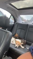 Found/Stray Male Dog last seen Road, Blacksburg, SC 29702