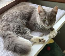 Found/Stray Female Cat last seen S Peterboro and Rasbach Streets, Canastota, NY 13032