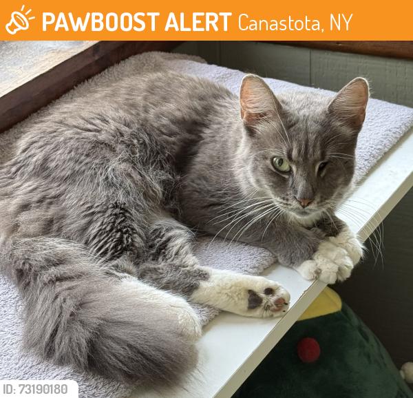 Found/Stray Female Cat last seen S Peterboro and Rasbach Streets, Canastota, NY 13032