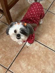 Lost Female Dog last seen Near Wildhorse Rd Clint, TX 79836 United States, Clint, TX 79836