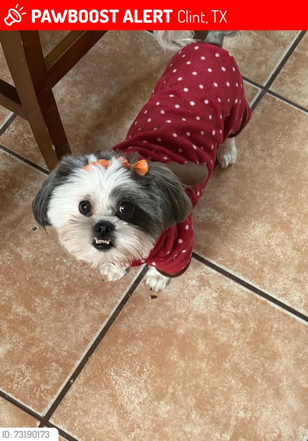 Lost Female Dog last seen Near Wildhorse Rd Clint, TX 79836 United States, Clint, TX 79836