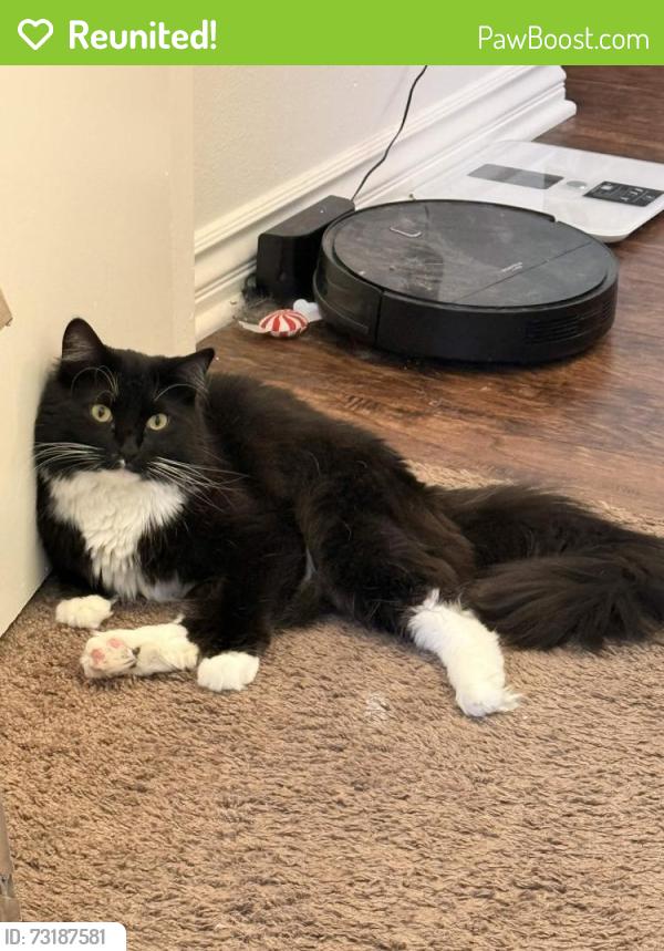 Reunited Male Cat last seen Grenache Lane, Palmdale, CA 93551