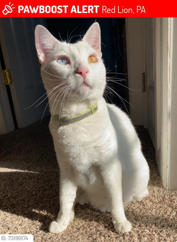 Lost Male Cat last seen Wallick Ln and Linden Ave in Red Lion, Red Lion, PA 17356