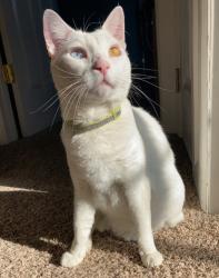 Lost Male Cat last seen Wallick Ln and Linden Ave in Red Lion, Red Lion, PA 17356