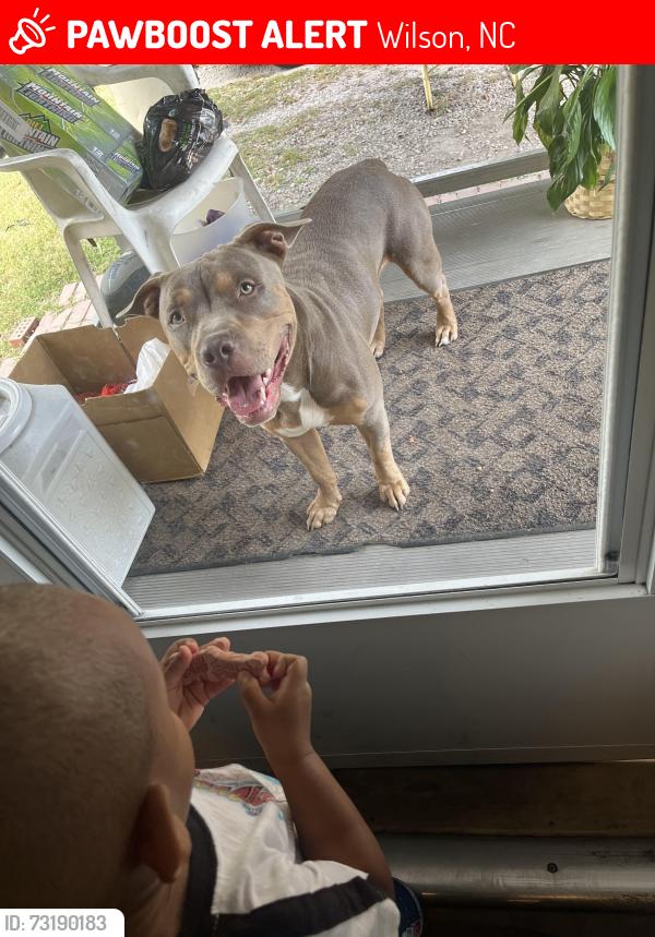 Lost Male Dog last seen Arts auto, Wilson, NC 27893