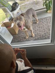 Lost Male Dog last seen Arts auto, Wilson, NC 27893