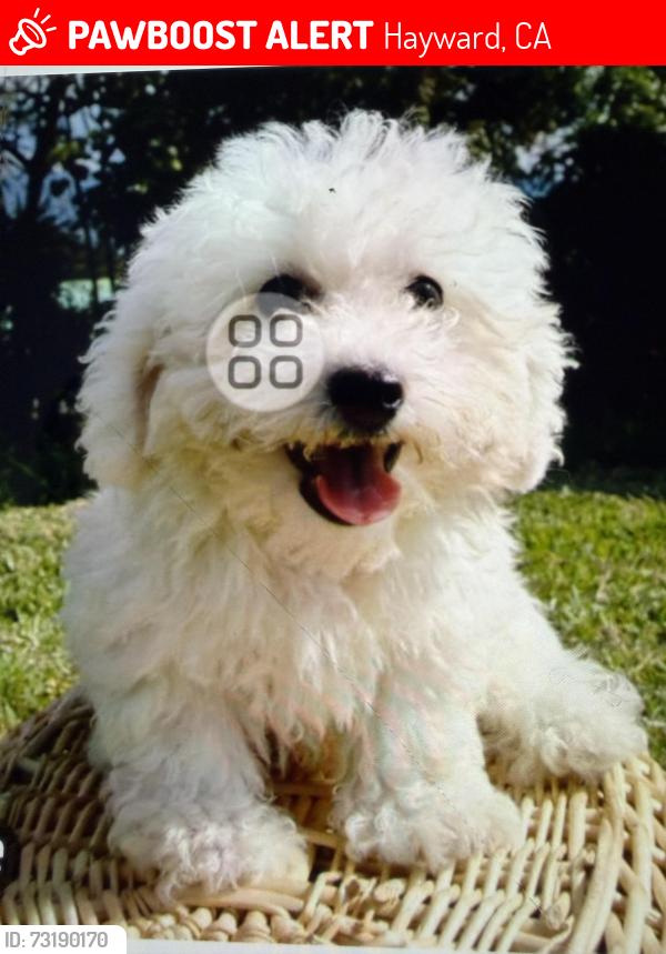 Lost Male Dog last seen West sunset blvd, Hayward, CA 94541