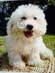 Lost Male Dog last seen West sunset blvd, Hayward, CA 94541
