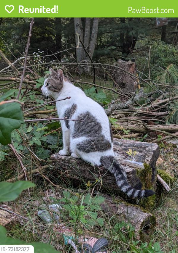 Reunited Male Cat last seen Van Kal/Salisbury Dr, Mattawan, MI 49071