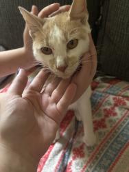 Found/Stray Male Cat last seen Nichols Sawmill Rd, Magnolia, TX 77353