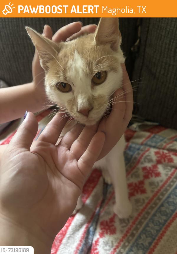 Found/Stray Male Cat last seen Nichols Sawmill Rd, Magnolia, TX 77353