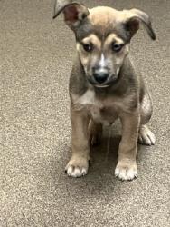 Shelter Stray Male Dog last seen Near BLOCK N ERIE AVE, WICHITA KS 67214, 3303 N Hillside St, Wichita, KS 67219, USA