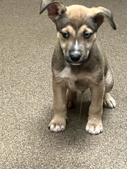 Shelter Stray Male Dog last seen Near BLOCK N ERIE AVE, WICHITA KS 67214, 3303 N Hillside St, Wichita, KS 67219, USA