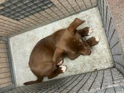 Shelter Stray Male Dog last seen Near BLOCK N ERIE AVE, WICHITA KS 67214, 3303 N Hillside St, Wichita, KS 67219, USA