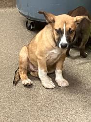 Shelter Stray Female Dog last seen Near BLOCK N ERIE AVE, WICHITA KS 67214, 3303 N Hillside St, Wichita, KS 67219, USA