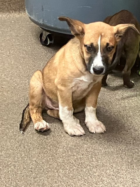 Shelter Stray Female Dog last seen Near BLOCK N ERIE AVE, WICHITA KS 67214, 3303 N Hillside St, Wichita, KS 67219, USA
