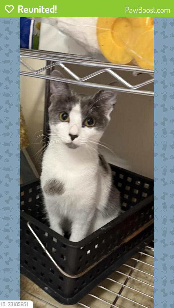 Reunited Female Cat last seen Green Acres, Stafford, VA 22556