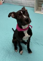 Shelter Stray Female Dog last seen Near BLOCK CHEYENNE ST, DETROIT, MI 48227, 7401 Chrysler Dr, Detroit, MI 48211, USA