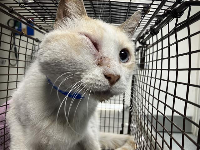Shelter Stray Male Cat last seen Near BLK GALE AVE LONG BEACH CA 90810, 7700 E Spring St, Long Beach, CA 90815, USA