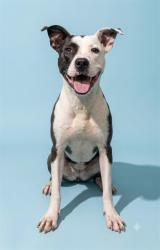 Shelter Stray Female Dog last seen Near BLOCK SEABOARD AVENUE, 2020 Forest St, Jacksonville, FL 32204, USA
