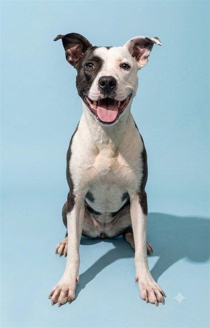 Shelter Stray Female Dog last seen Near BLOCK SEABOARD AVENUE, 2020 Forest St, Jacksonville, FL 32204, USA