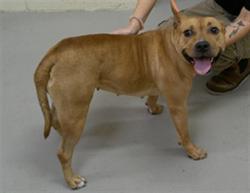 Shelter Stray Female Dog last seen , 232 Eslinger Way, Sanford, FL 32773, USA