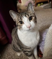 Lost Male Cat last seen Great Falls High School, Great Falls, MT 59405