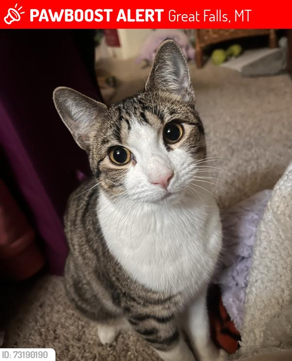 Lost Male Cat last seen Great Falls High School, Great Falls, MT 59405